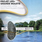 La grande mulette et le projet Life+