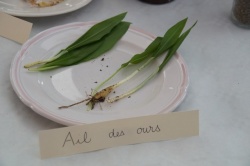 10 février 2018 conférence la cuisine des plantes sauvages (13).JPG